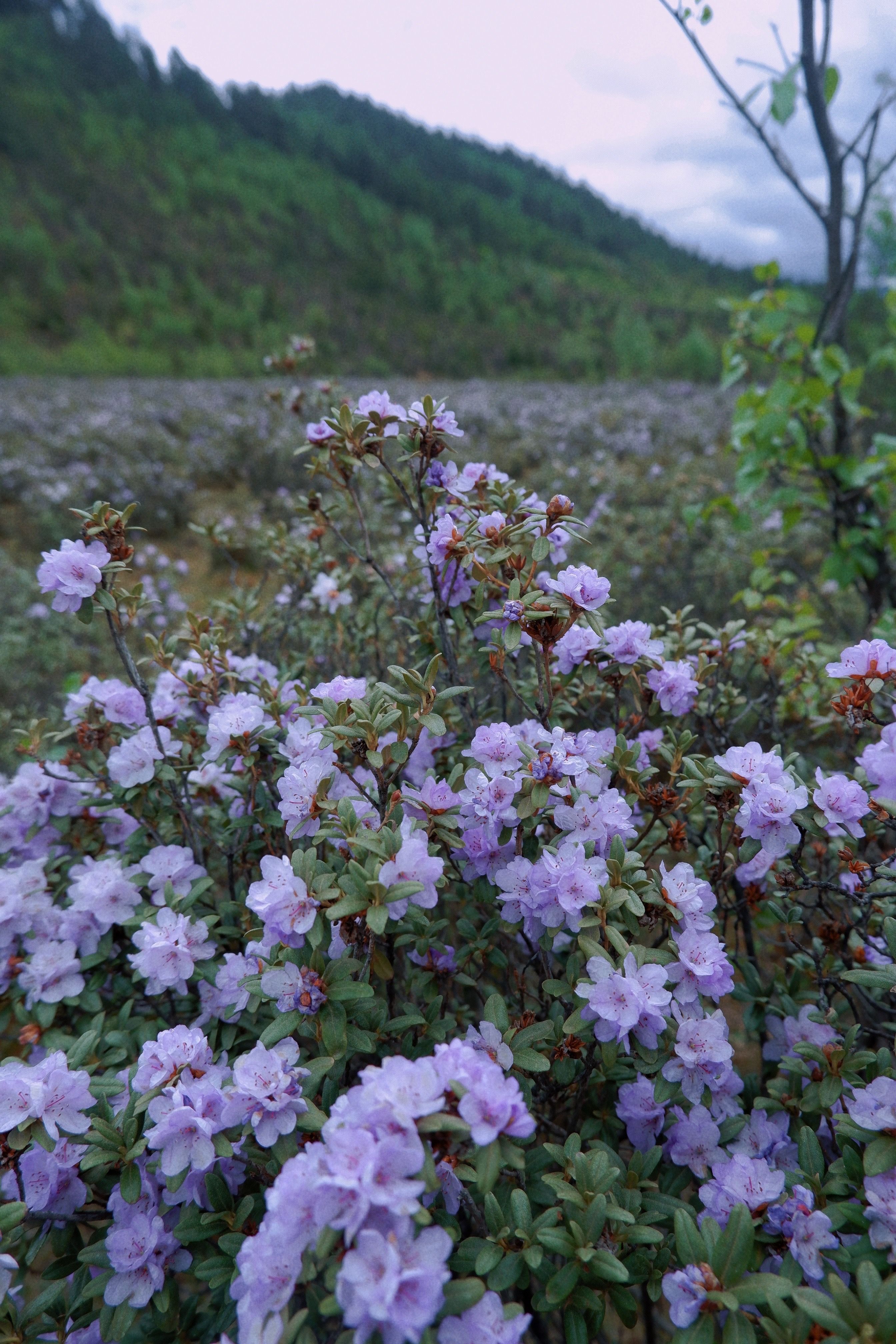 紫花杜鹃图片（云南深山紫色杜鹃花海绽放）