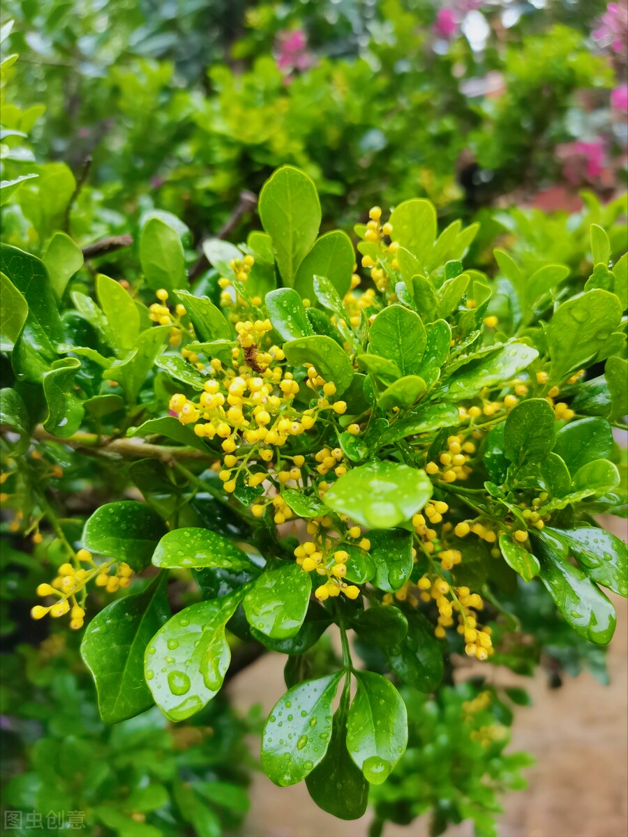 一花一世界，一花一叶送祝福，有花陪伴最幸福；有叶牵挂更美好