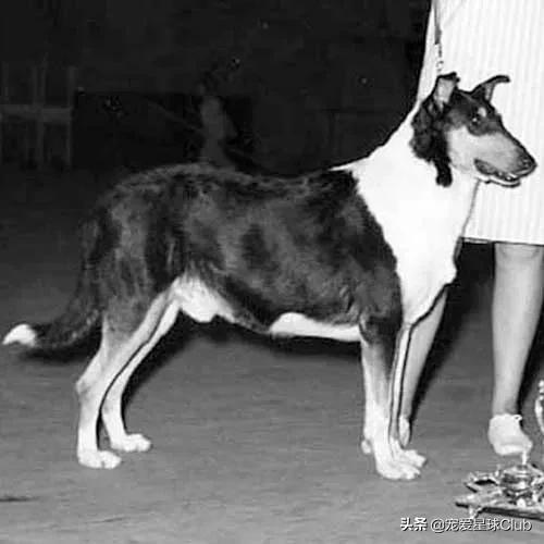 百科 | 苏格兰牧羊犬，端庄优雅的牧羊明灯