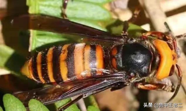 俄罗斯小虎头酒真有那么神奇吗(肆虐欧洲的中国大虎头蜂,在国内却被
