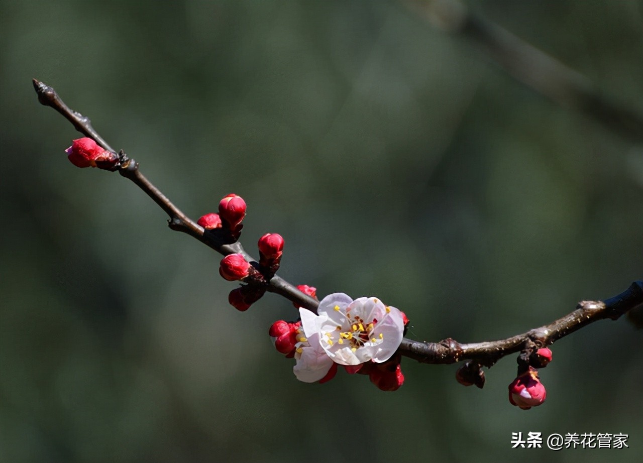 杏花落指的是什么（对杏花的简介与样貌介绍）