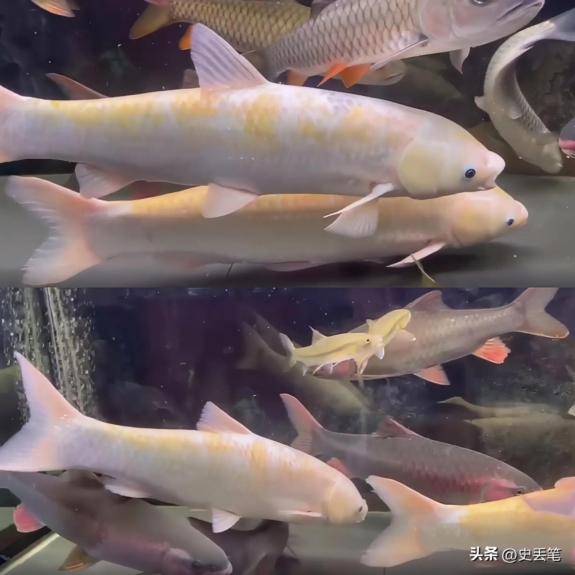 红眼鱼价格多少钱一斤今日(红眼鹰蜥价格多少钱)-皮皮自媒体