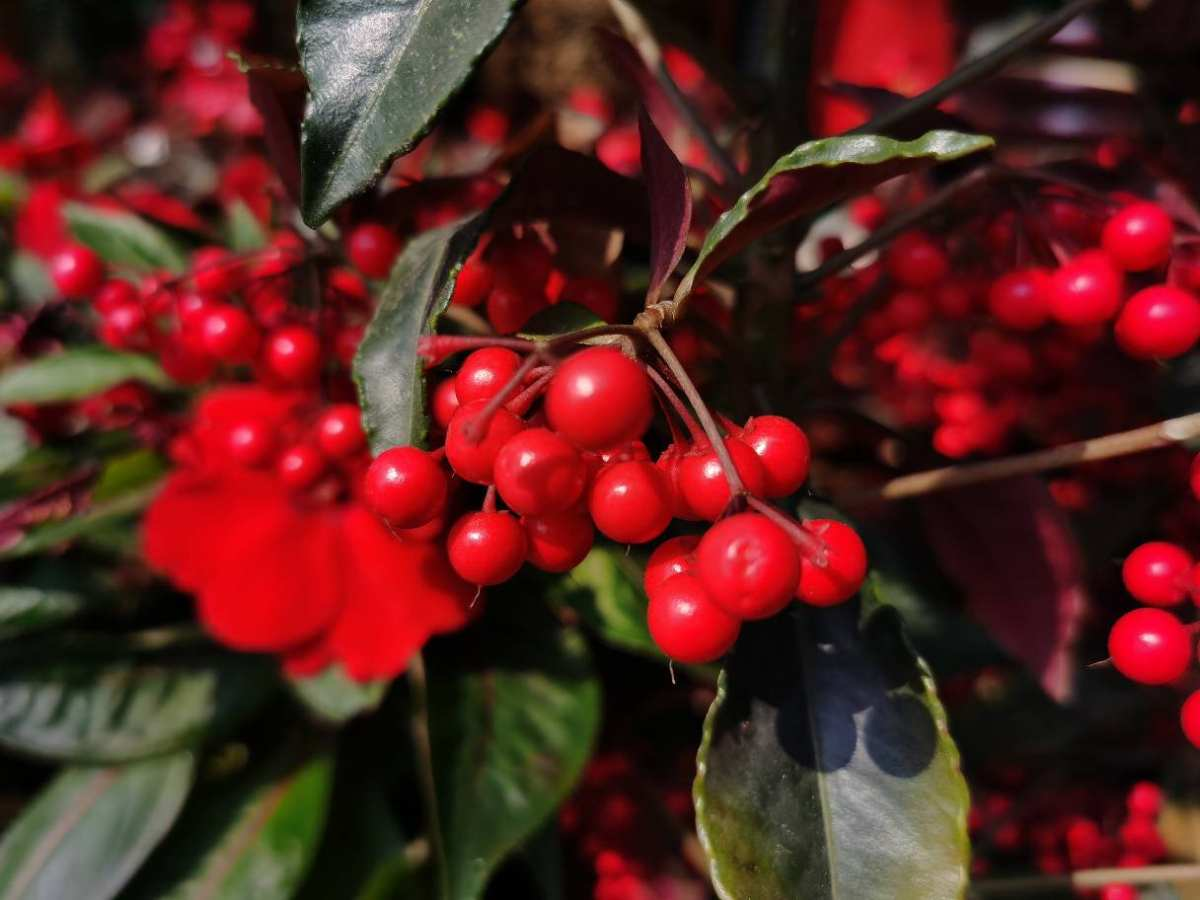 红果果是什么意思(梦见吃红果子是什么意思)-我的快乐小窝