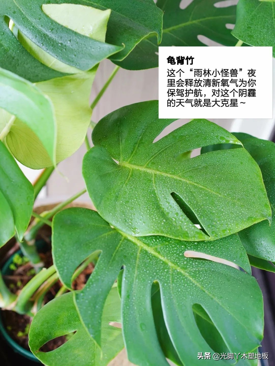 花5000块，把14㎡阳台变成一个小花园，小小的改变感受大大的幸福