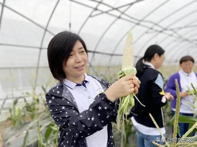 新东方带货一根玉米卖6元,种玉米的人赚钱吗?