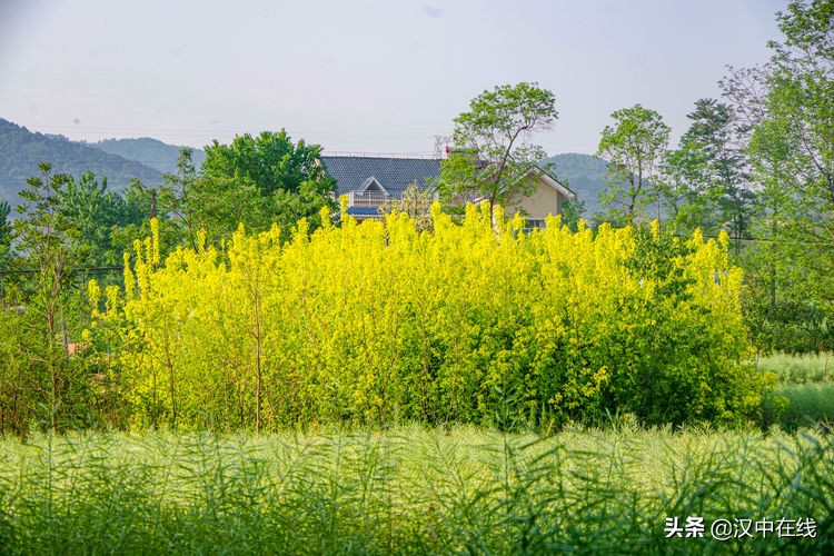 西鄉(xiāng)櫻桃香又甜