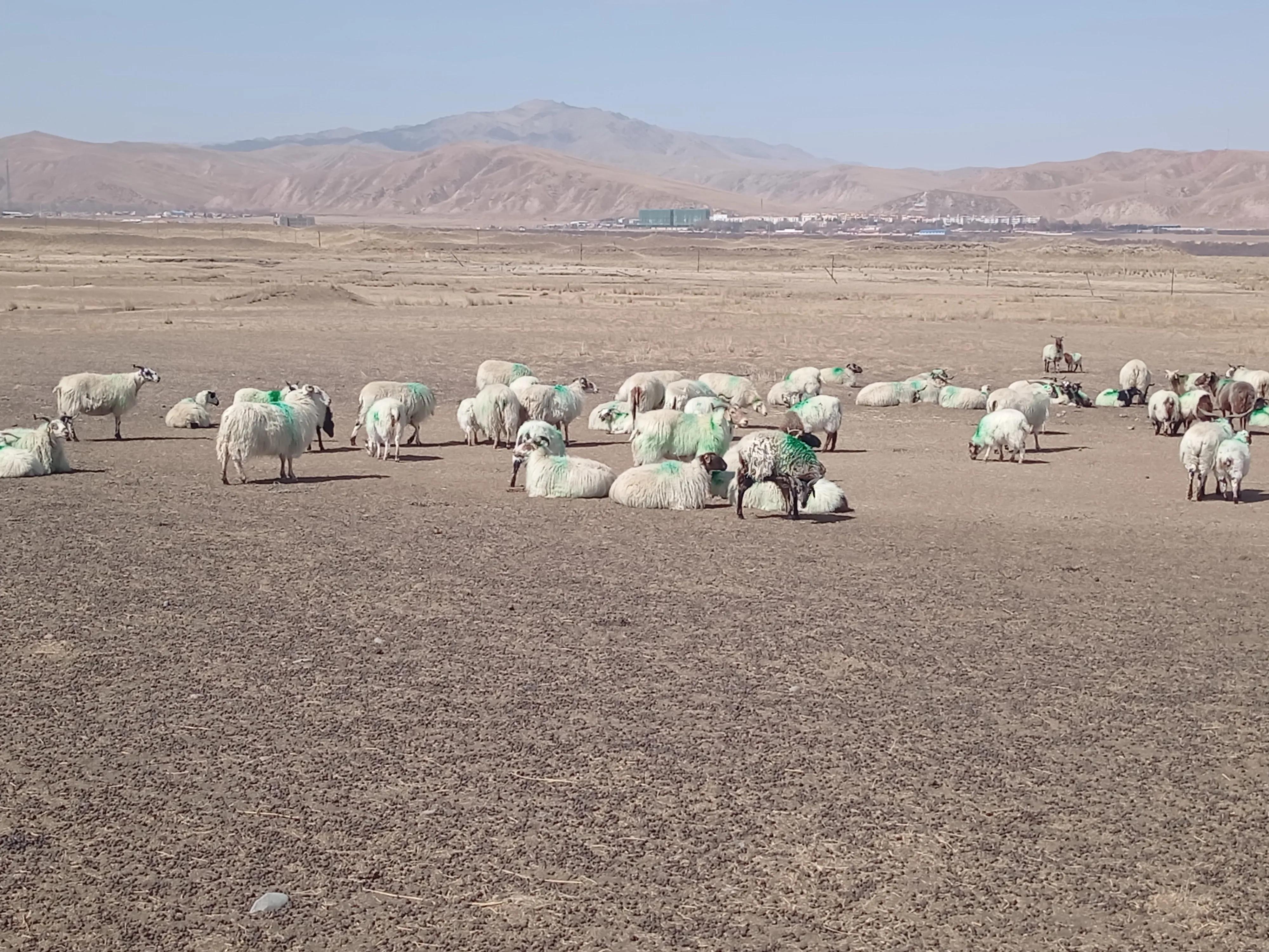 80天的小公羔卖价400元，春节前的羊价，养殖户难以接受
