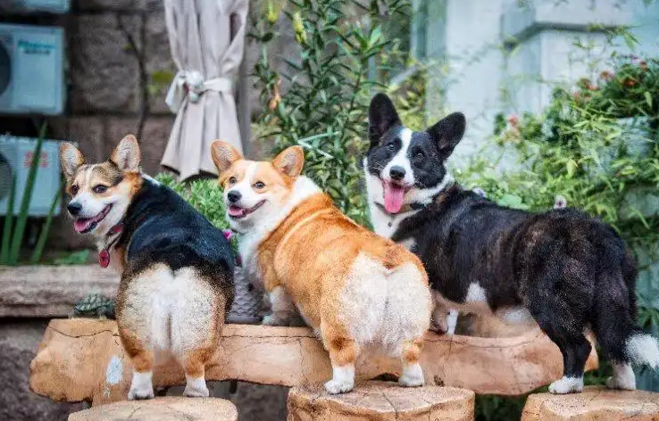 其实在性格方面,柯基跟雪纳瑞犬是有很大区别的,柯基犬比较温顺,粘人