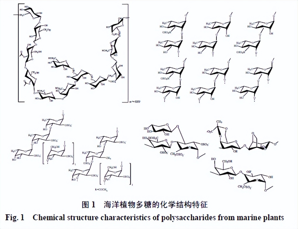 海洋植物多糖的化学结构表征及其药理活性研究进展
