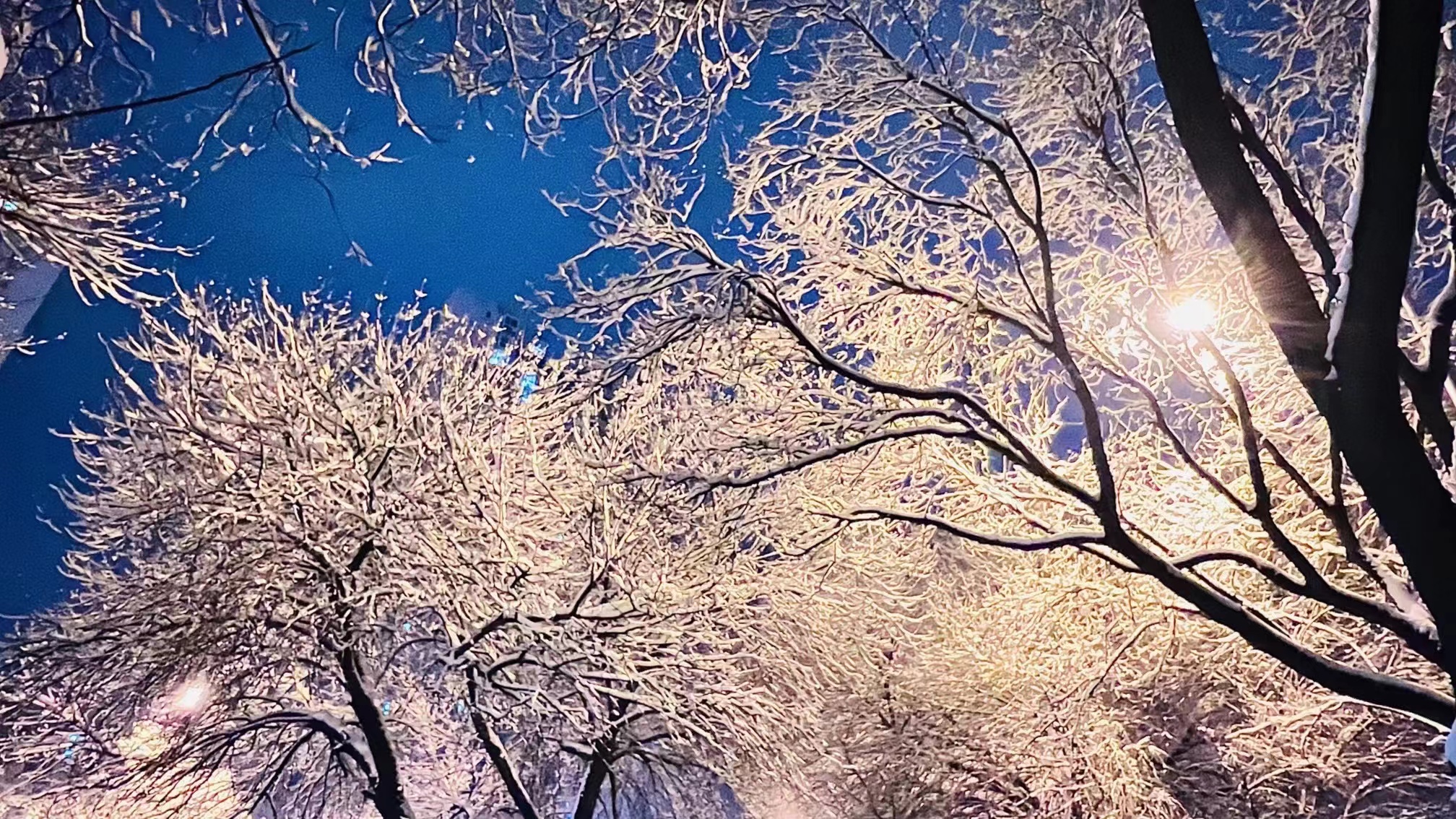专属于春雪的浪漫，当三月的北京遇见飘雪，有种转瞬即逝的美