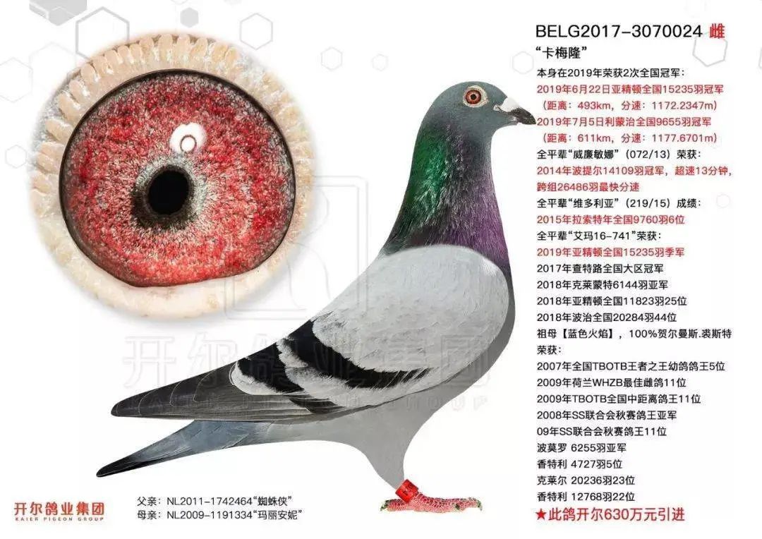 业买鸽可谓是下血本, 继天价"阿曼多"后又一大手笔买入这羽优秀的赛鸽