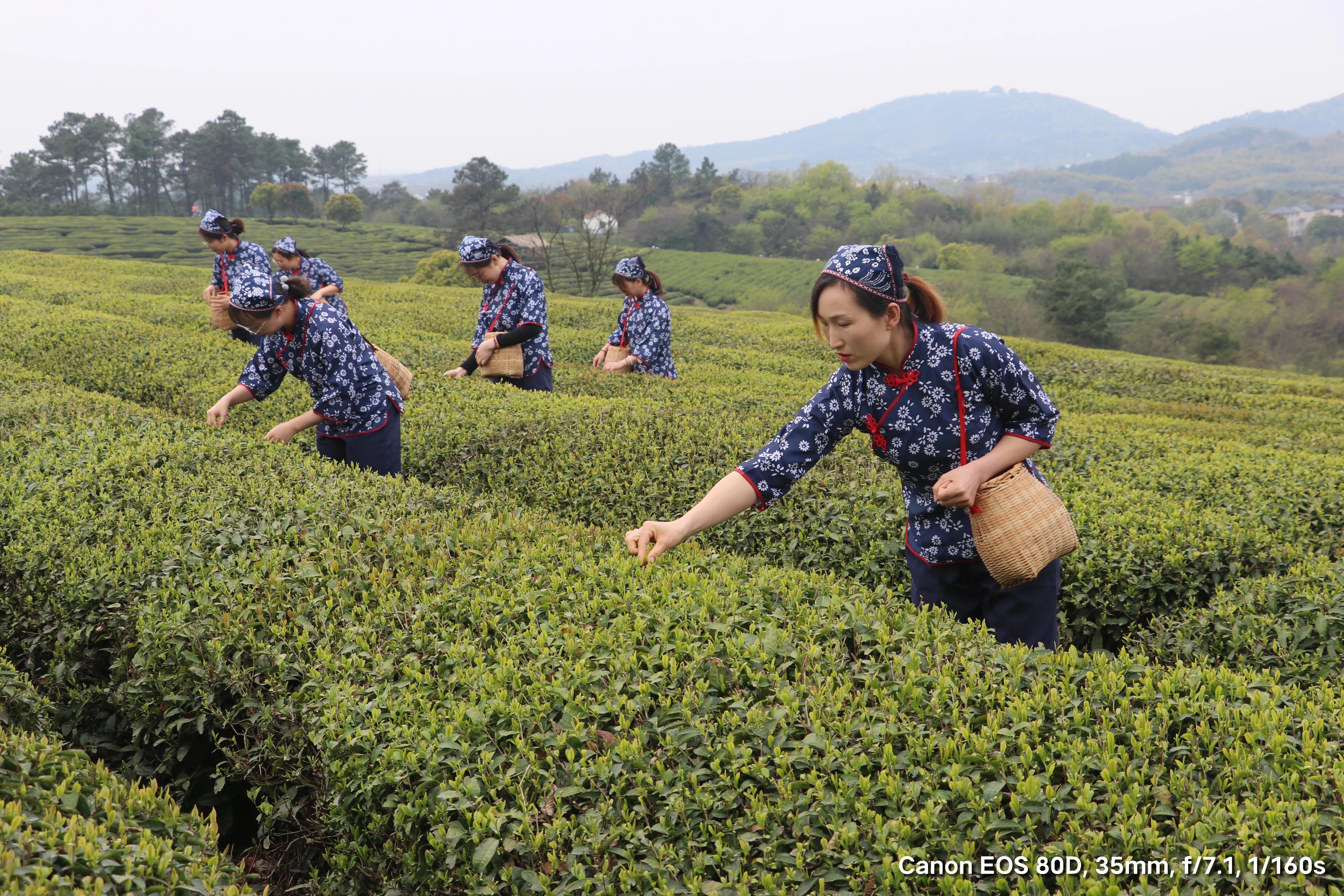 南京市高淳区青山茶场千亩春茶全面进入采摘期