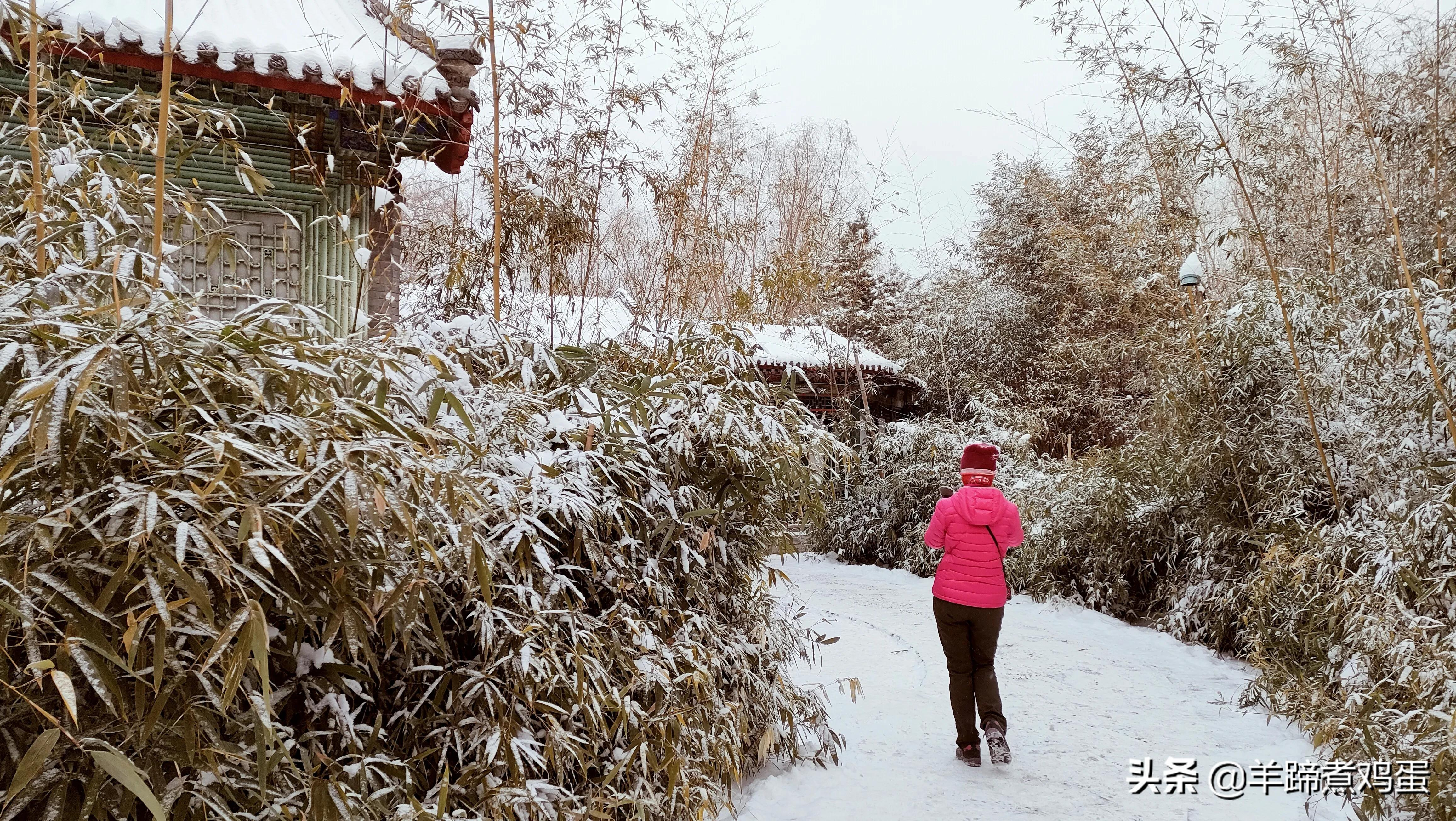 难览观园全画景雪覆腊梅一隅香——踏雪寻游北京大观园