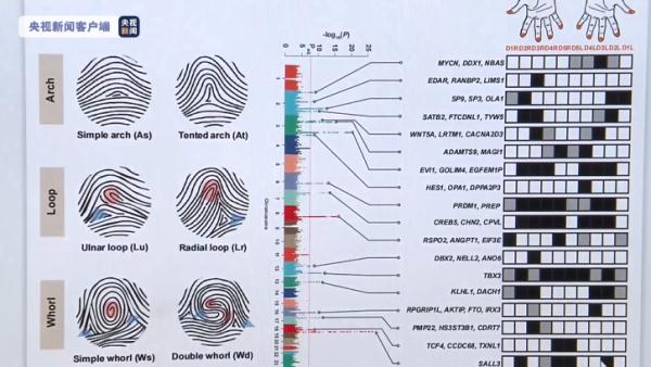 首次揭示！研究发现指纹与身体发育基因关联