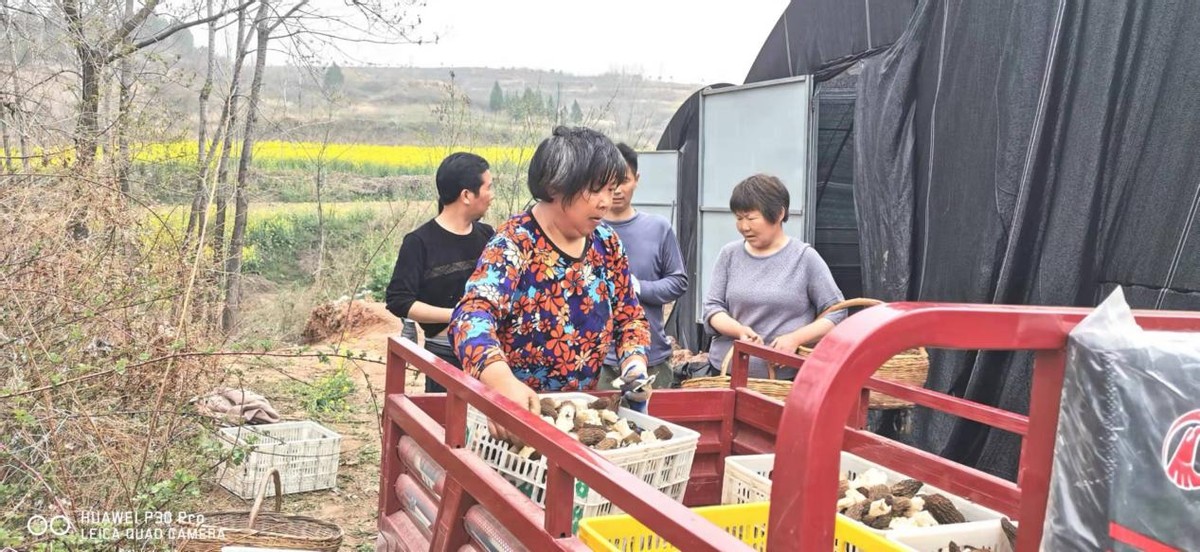 河南省仓房镇周庄村：羊肚菌带来新收益 脱贫户奔向振兴路