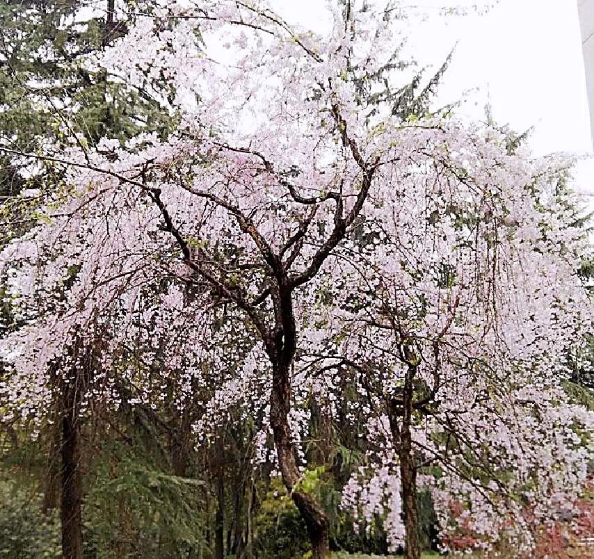 早樱是什么植物（垂枝大叶早樱枝叶花介绍）