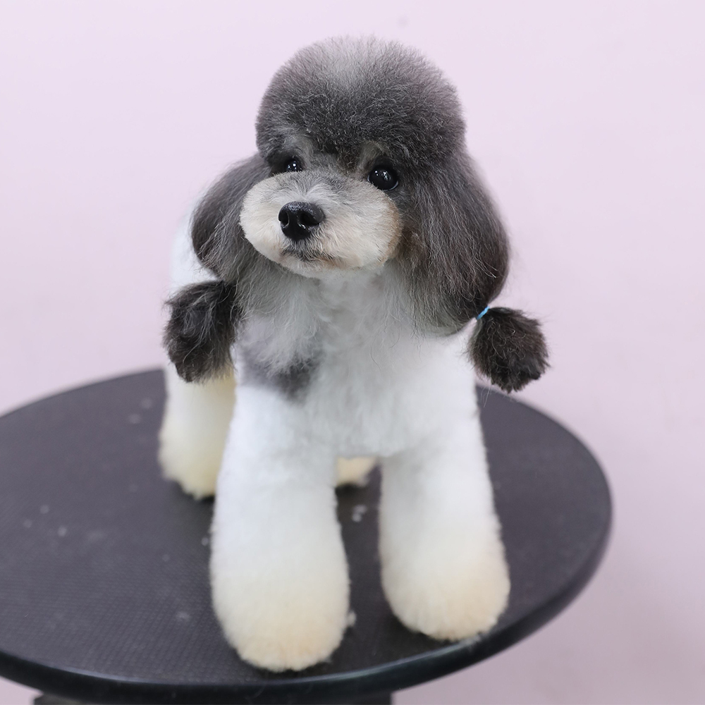 最会讨好人，误解最深的狗狗：“泰迪犬”性格全面解析