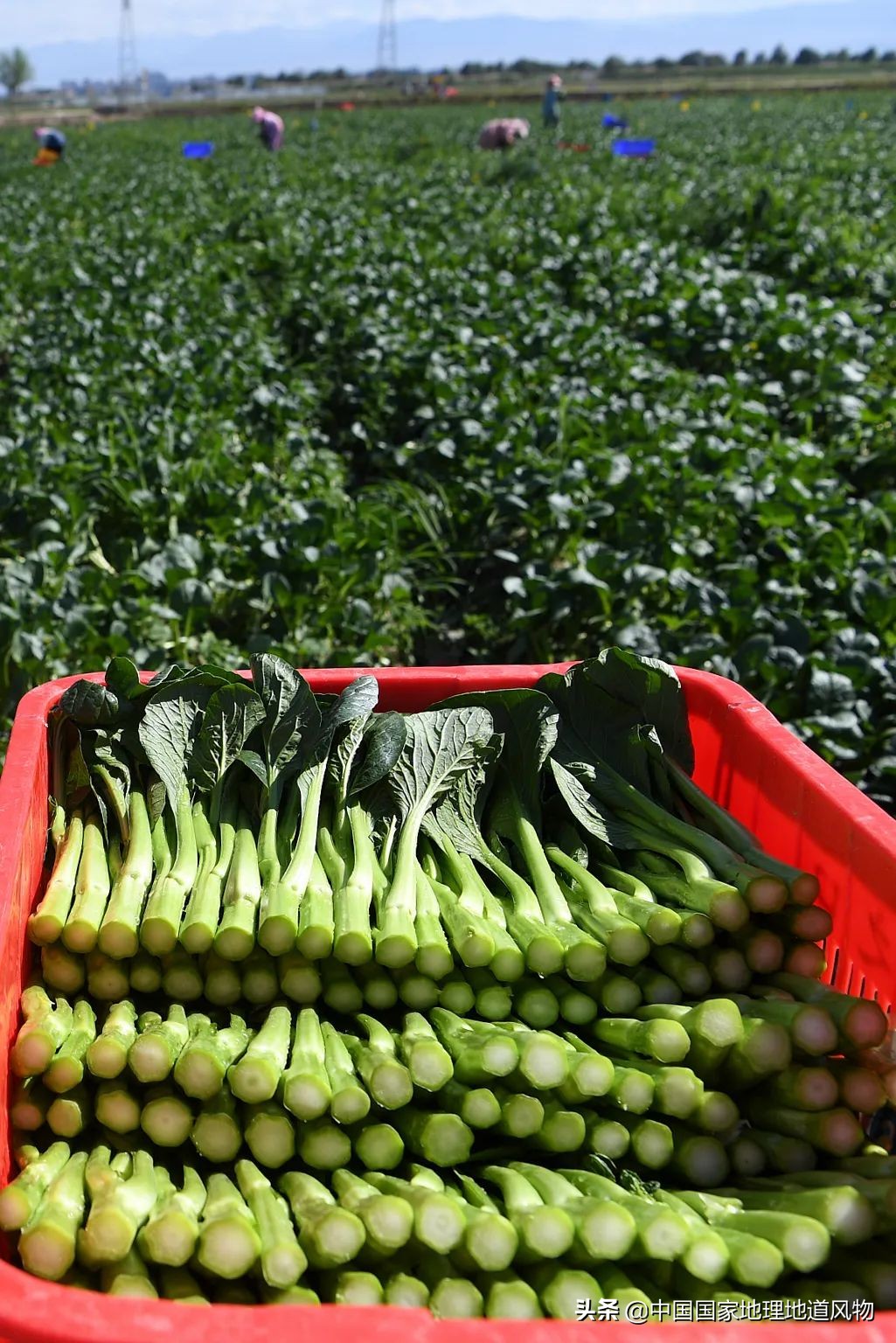 �й���͵����߲˴�ʡ��Ϊʲô�Ǹ��ࣿ