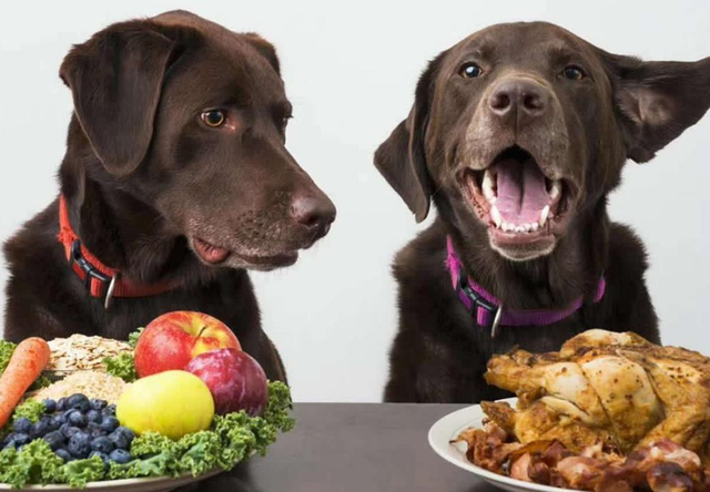 这些食物对狗狗而言，堪称“补品”，很多人不知道