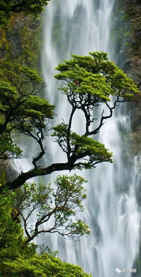 大树茂盛怎么形容,形容大树茂盛的句子