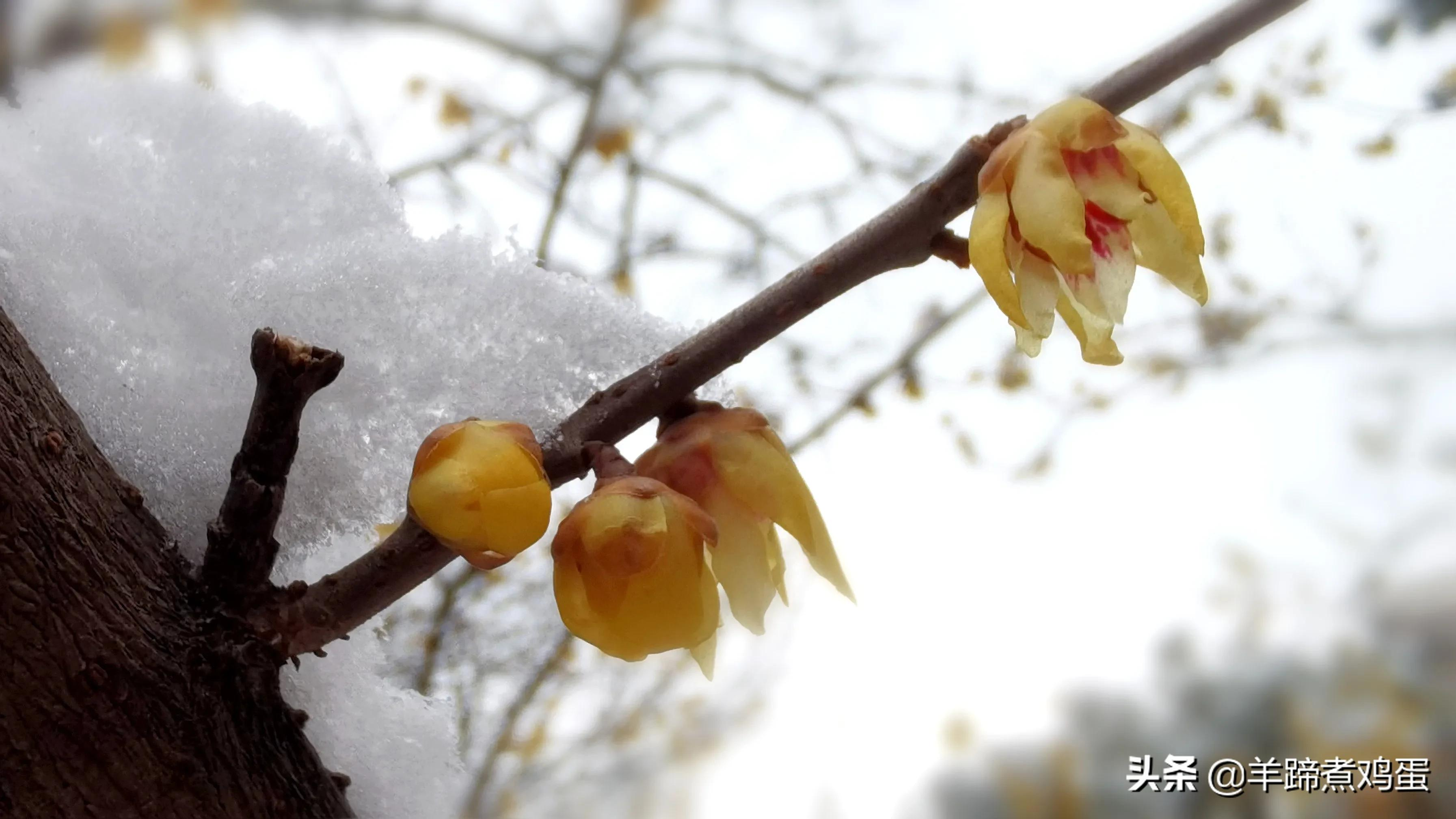 难览观园全画景雪覆腊梅一隅香——踏雪寻游北京大观园