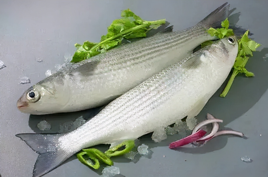 鯔魚(yú)：始于明代的養(yǎng)鯔業(yè) 賽鱖魚(yú)勝鱸魚(yú)更有“烏魚(yú)三寶”