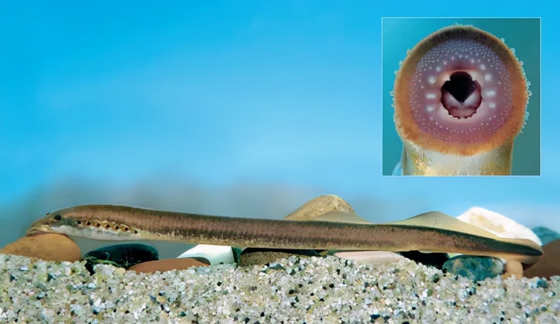七鳃鳗生活在哪里?图片