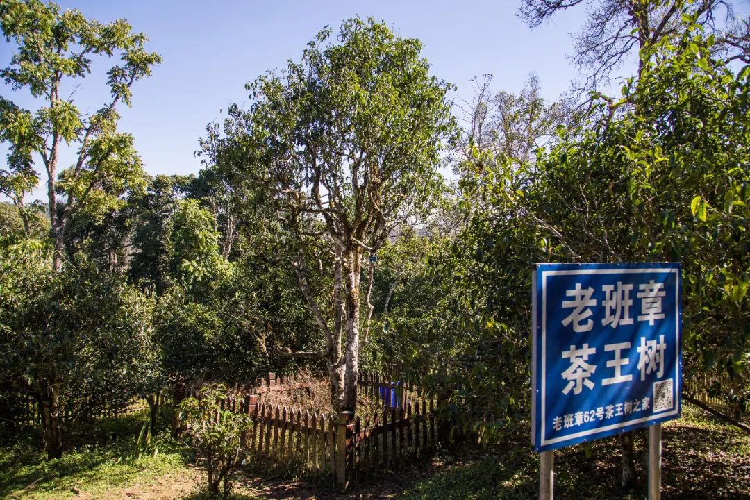 飞天揽月普洱茶简介