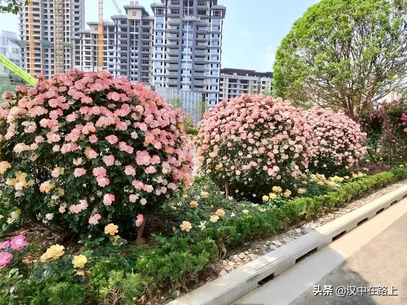 漢中濱江新區(qū)金牛路——“月季大道”上線了