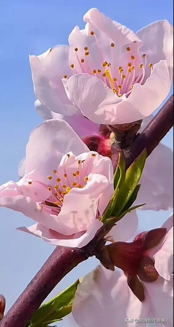 一路鲜花相伴，一路芬芳相随