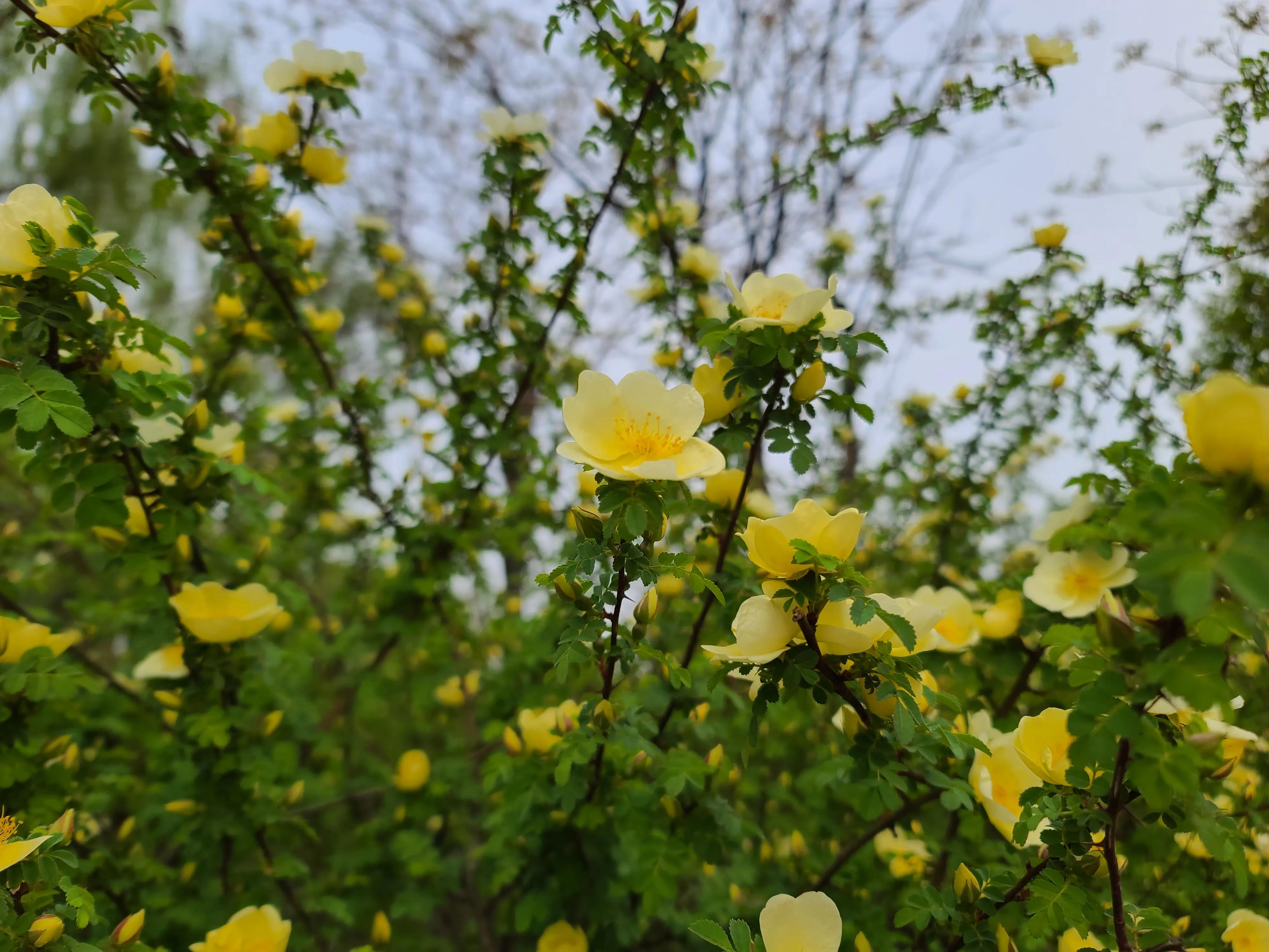 手机摄影#三星s20 ultra 拍照样张