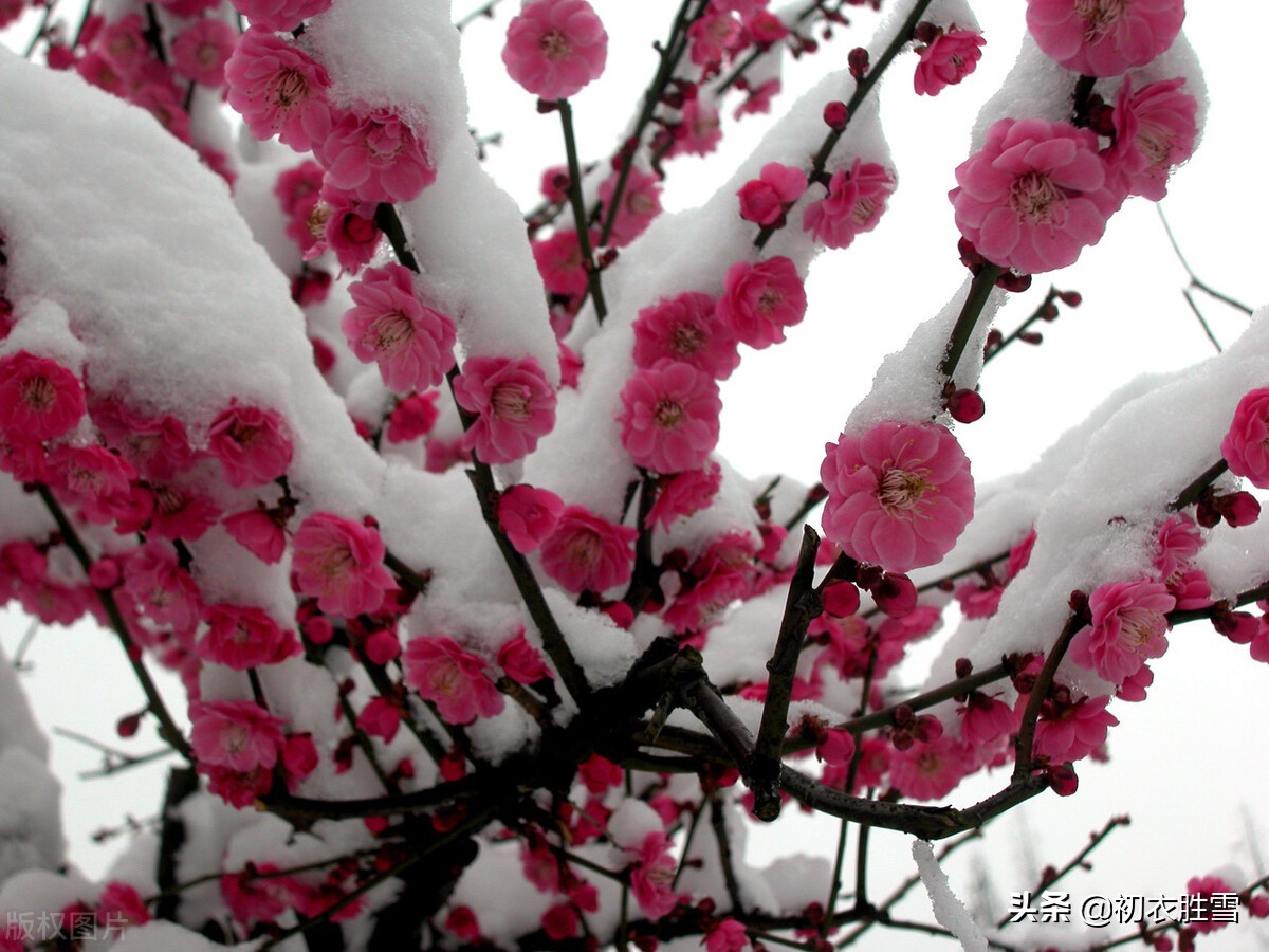 迎年雪梅明丽诗词七首：雪里开花白于雪，雪里梅花次第开