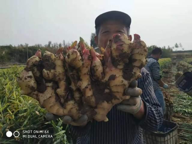 花粉多糖肥好用吗？怎么用？一文说清楚
