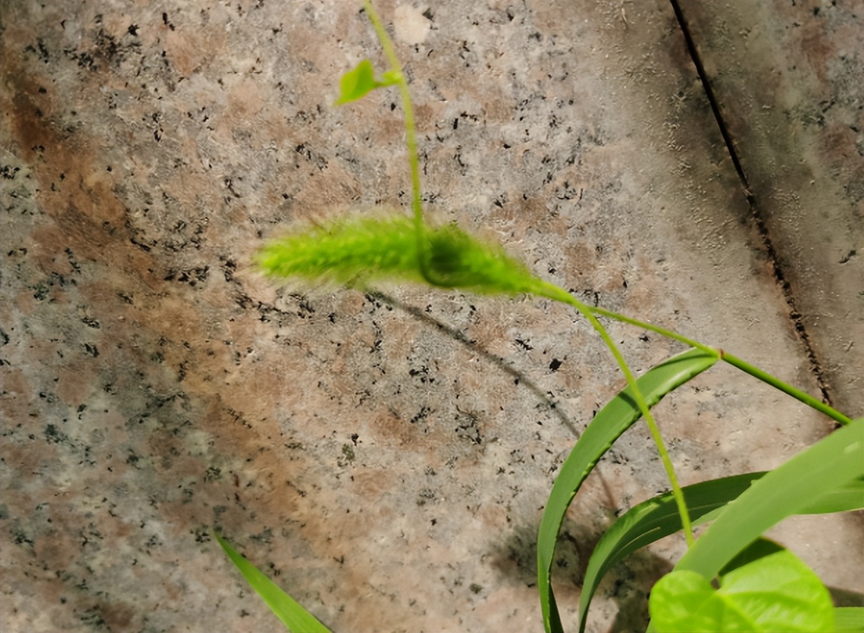 像毛毛虫一样的植物，主要有这5种，你喜欢那种