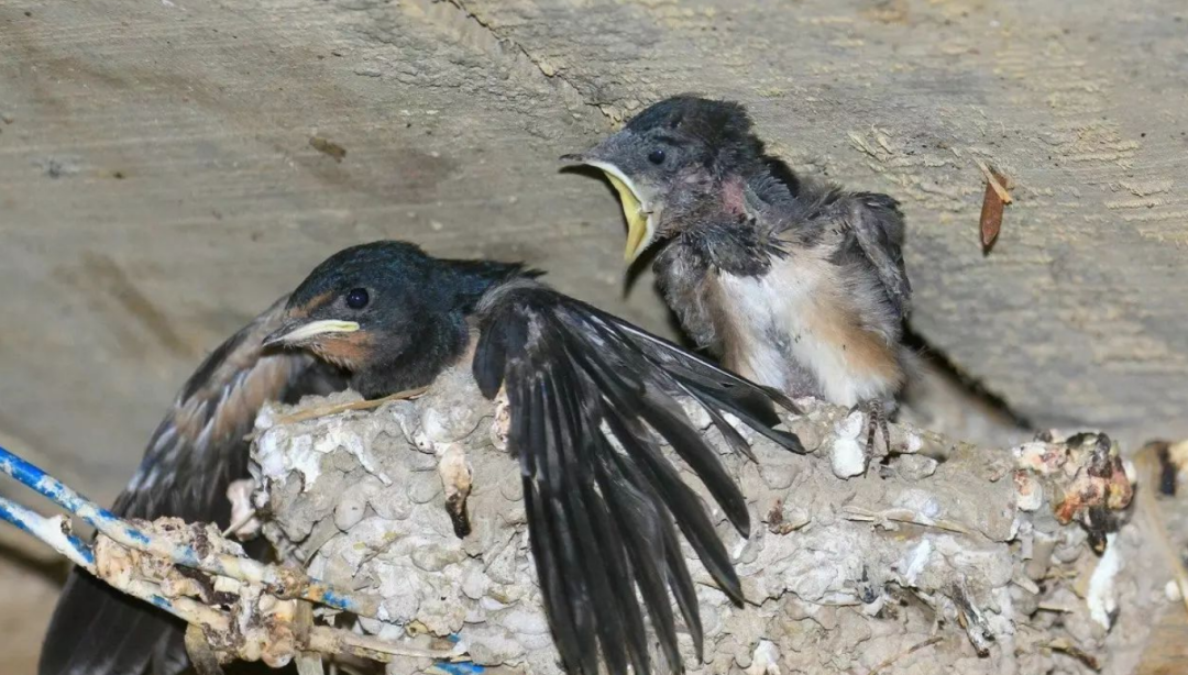 尖尾雨燕(“无脚鸟”雨燕，一生边飞边睡，落地等于死亡，它如何繁衍后代？)