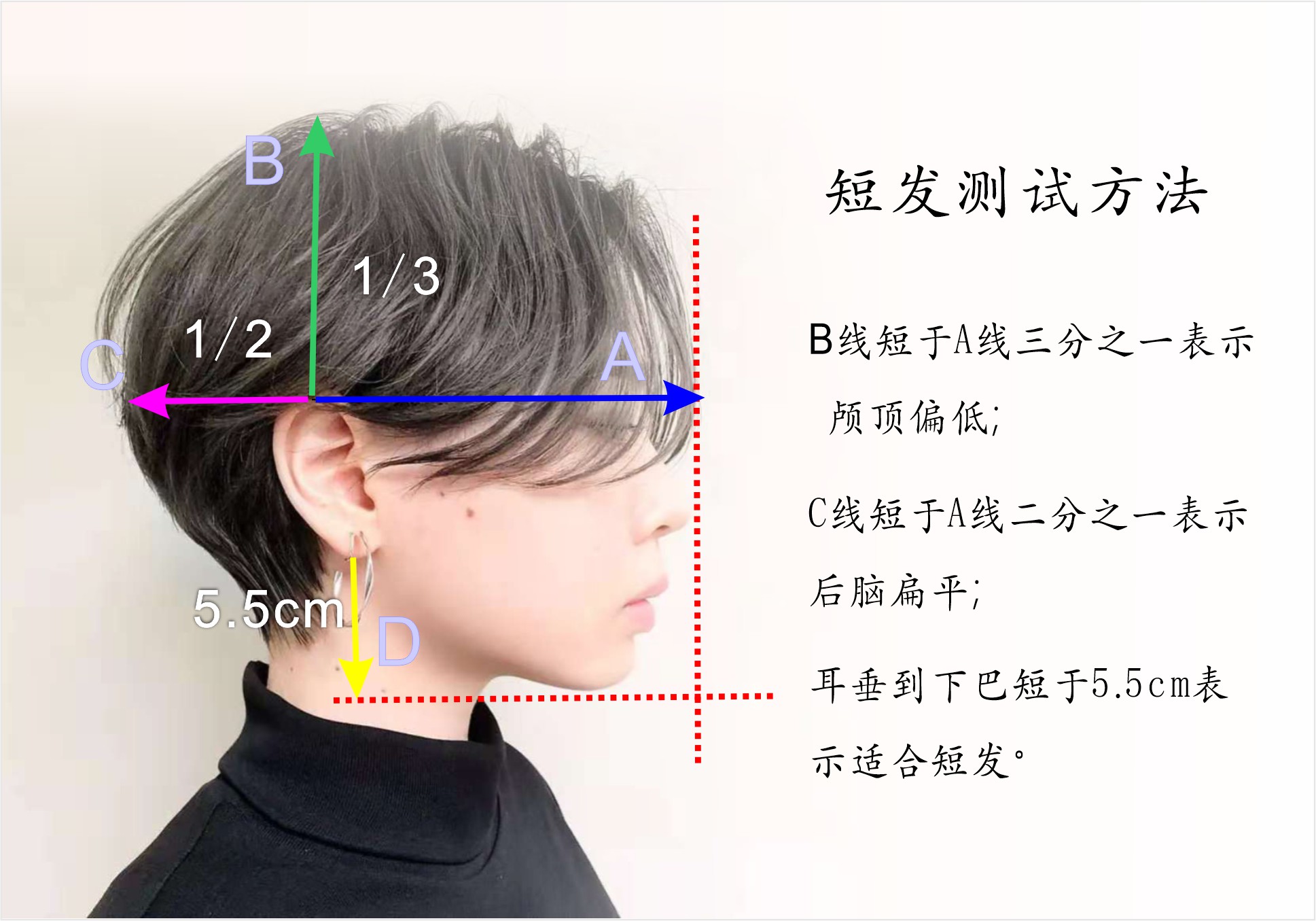 脸型与发型的设计规律