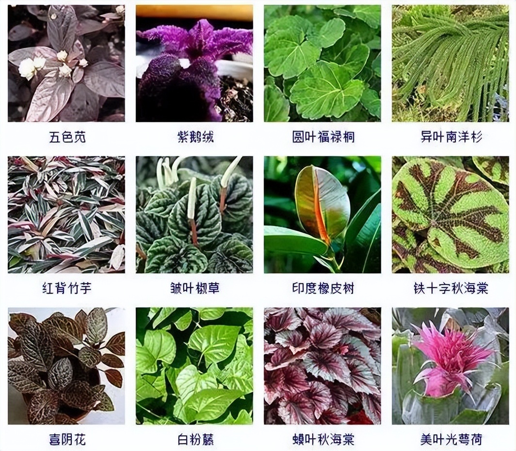 植物的名称「植物的名称和作用」