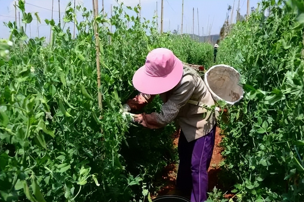 豌豆怎么做好吃（春天宁可不吃肉，不可不吃豆，教你3种豌豆做法，孩子爱吃长个快）