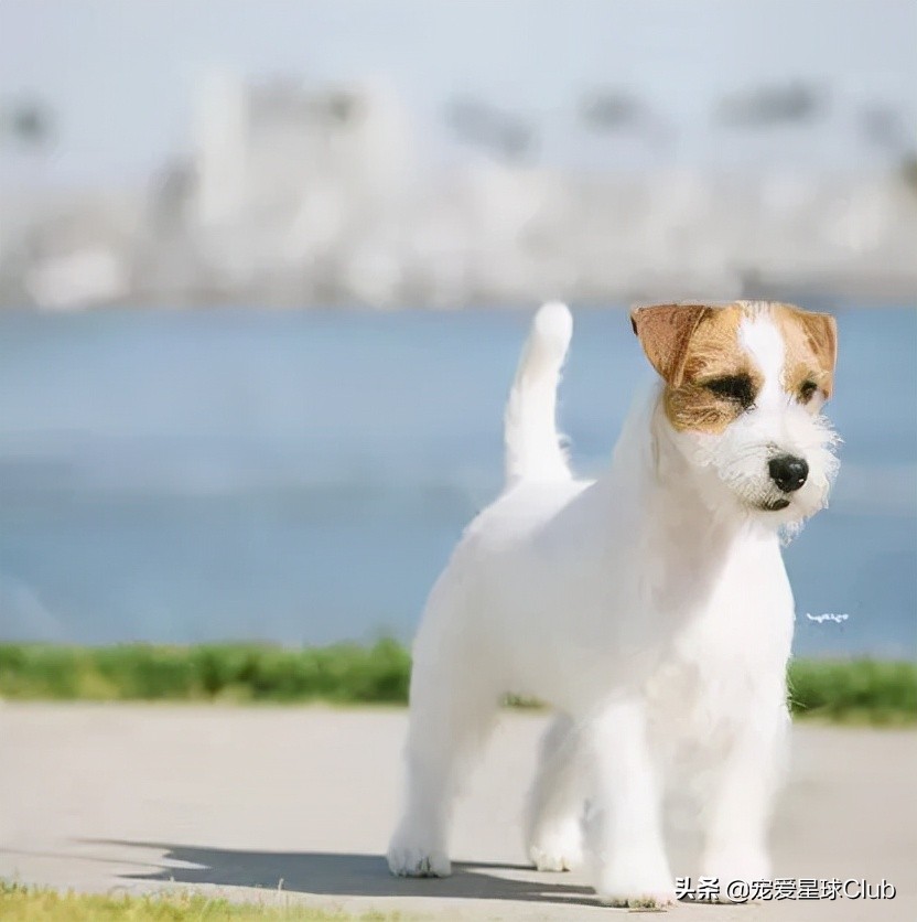 百科 | 杰克罗素梗，精力十足的“挖掘机”