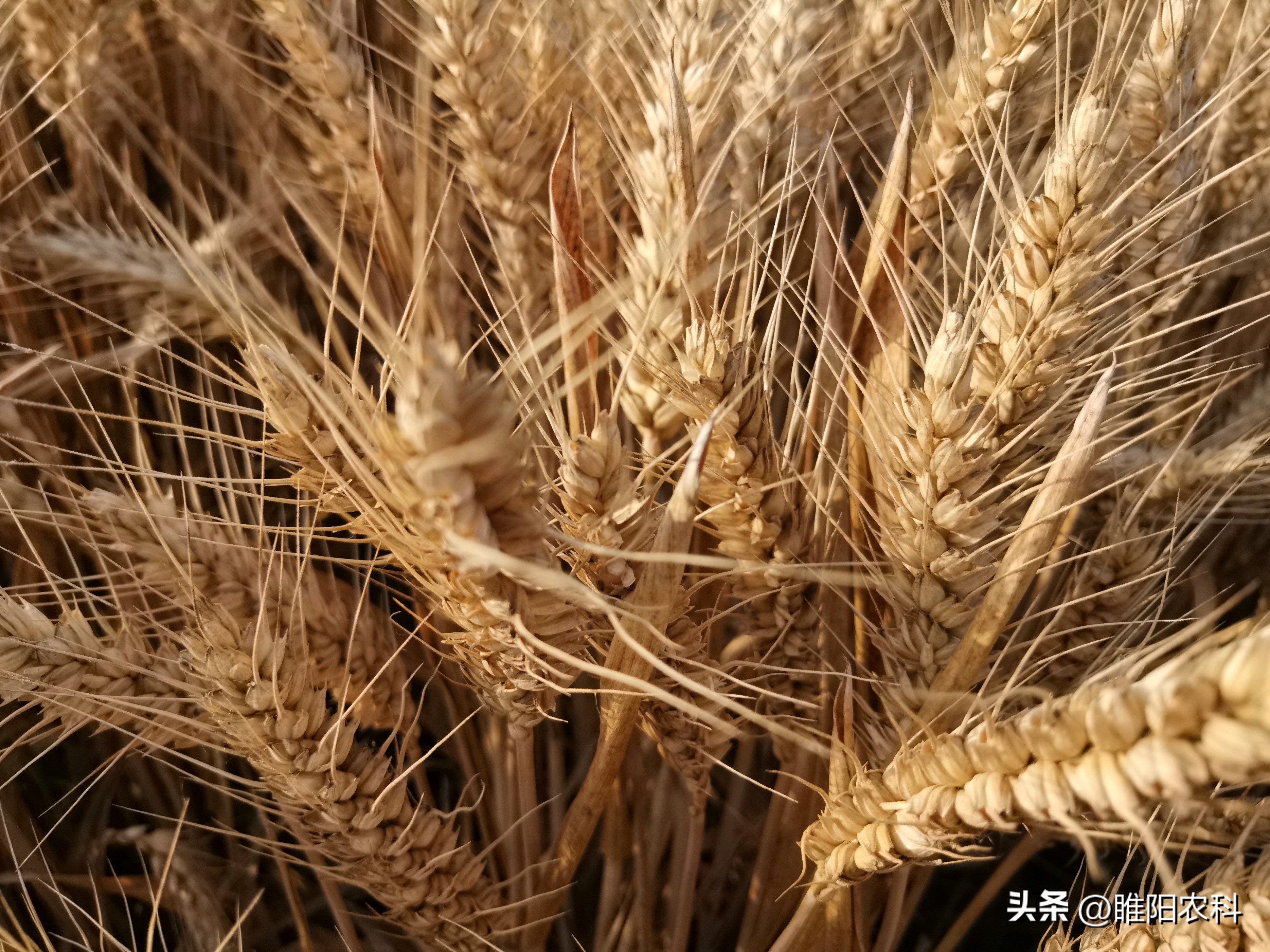 高产小麦种子排行榜（高产小麦种子排行榜前十）-第5张图片-昕阳网