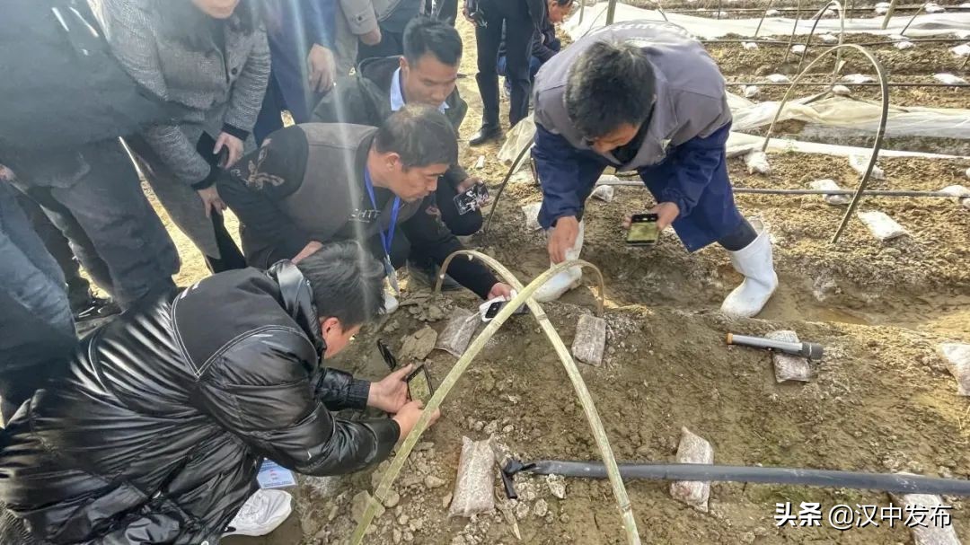 漢中人不可能不知道的“它”，每斤曾高達(dá)千元！
