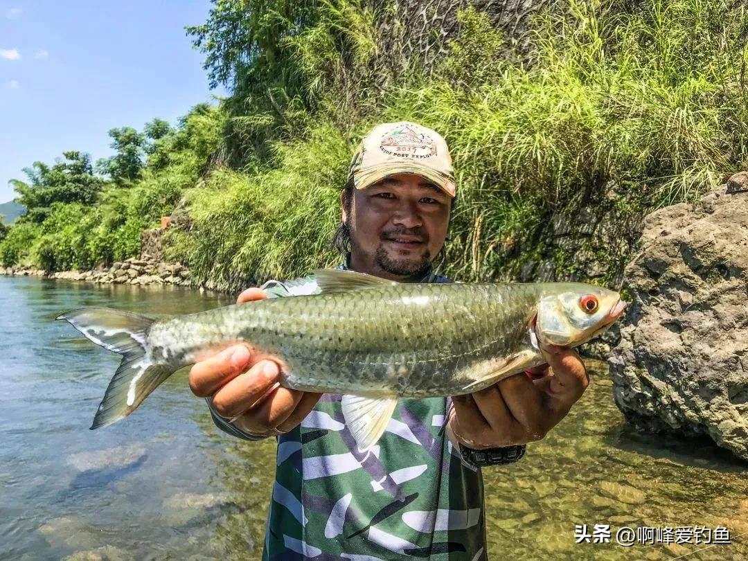 红眼鱼怎么做好吃(红眼鱼多少钱一斤)-第7张图片-巴山号