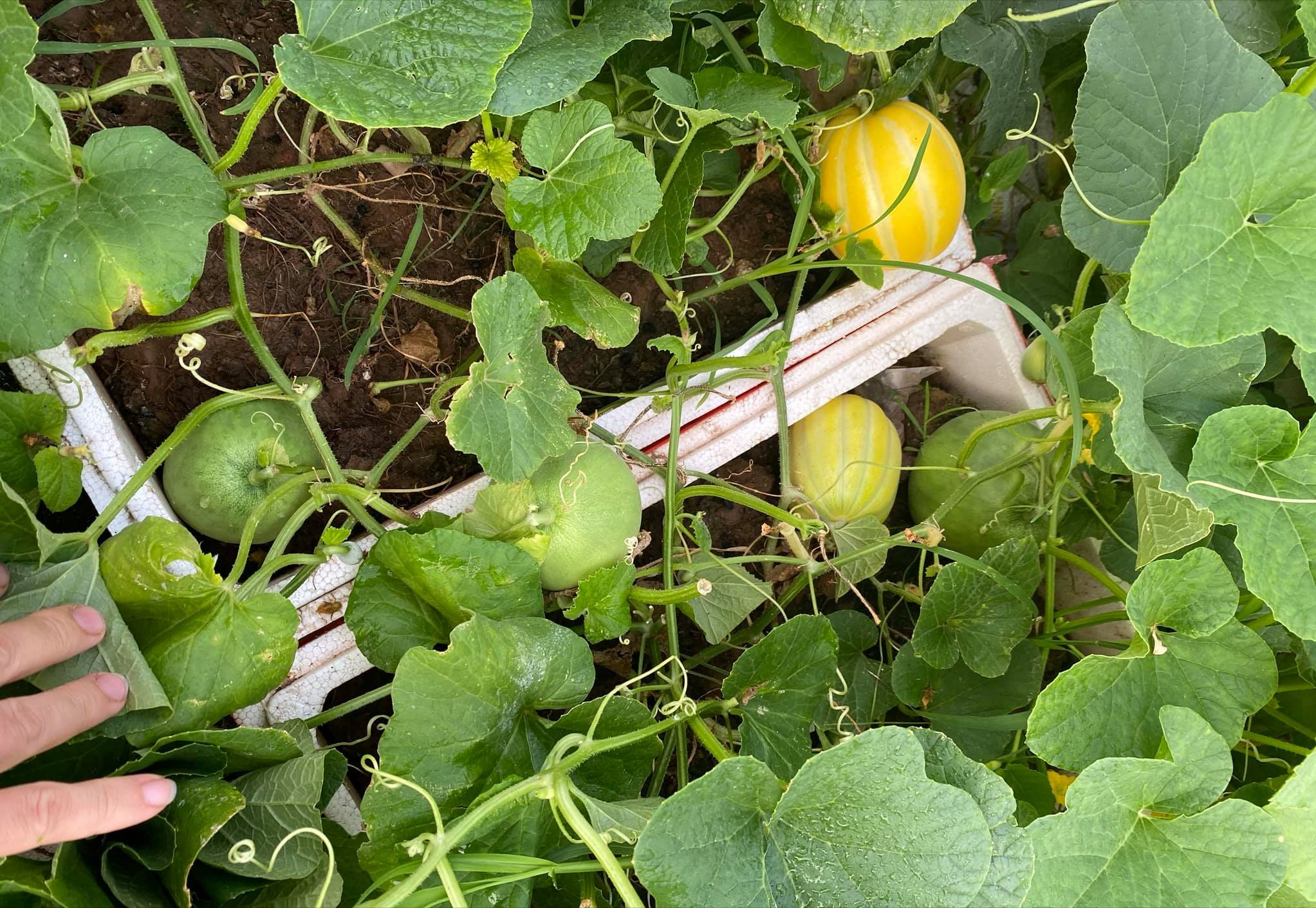 女厂长利用100平方米露台，投资3000块钱，种植了各种干净蔬菜