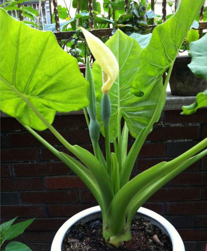 一品红有毒吗(8种"大毒花",路边经常见,漂亮"毒性大",看见别碰它)