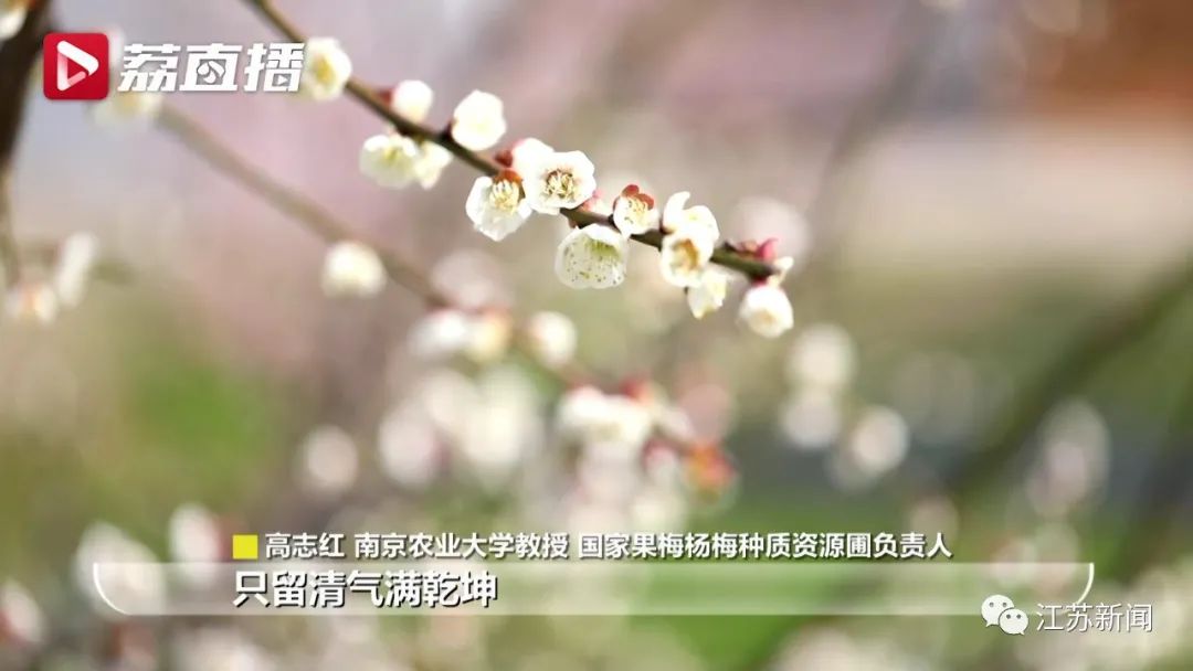 20年坚守三代人奋斗，这群&ldquo;最懂梅花的人&rdquo;，终于开出最美的花