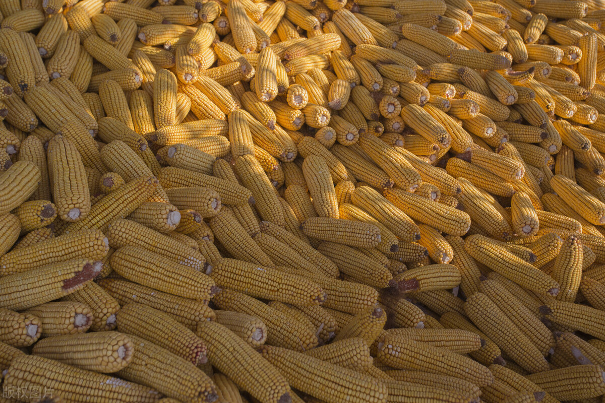 今日新疆玉米收购价格「今日新疆籽棉收购最新价格?」