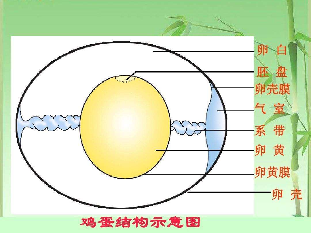 鸡蛋中的营养物就是蛋清和蛋黄了,富含丰富的蛋白质.