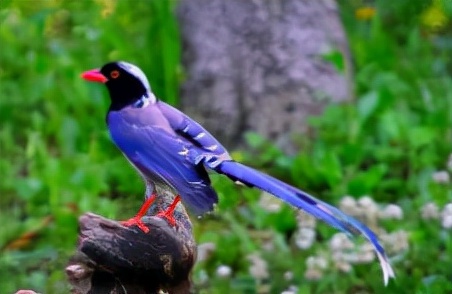 神奇的少时经历吴永桃确实如传言一般,与众多鸟儿有着非同一般的关系.