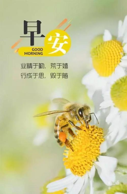 早安问候语 不忘初衷,方得始终,你若盛开,蝴蝶自来