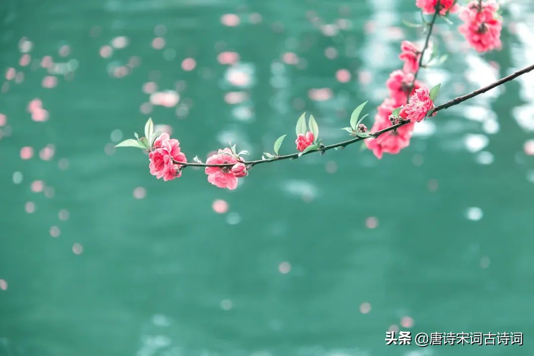 桃花映水，春意分外浓